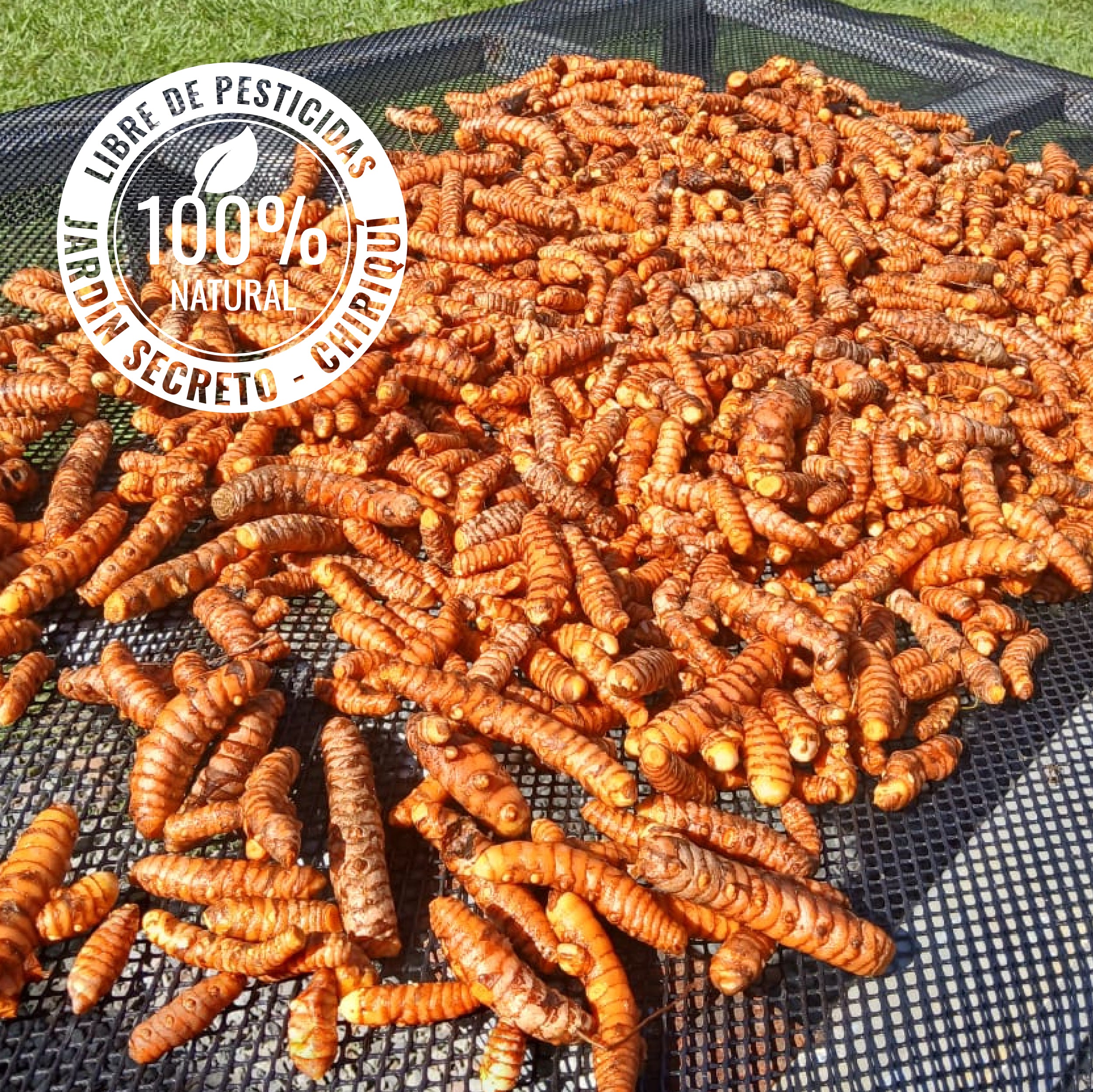 Turmeric (Curcumin)