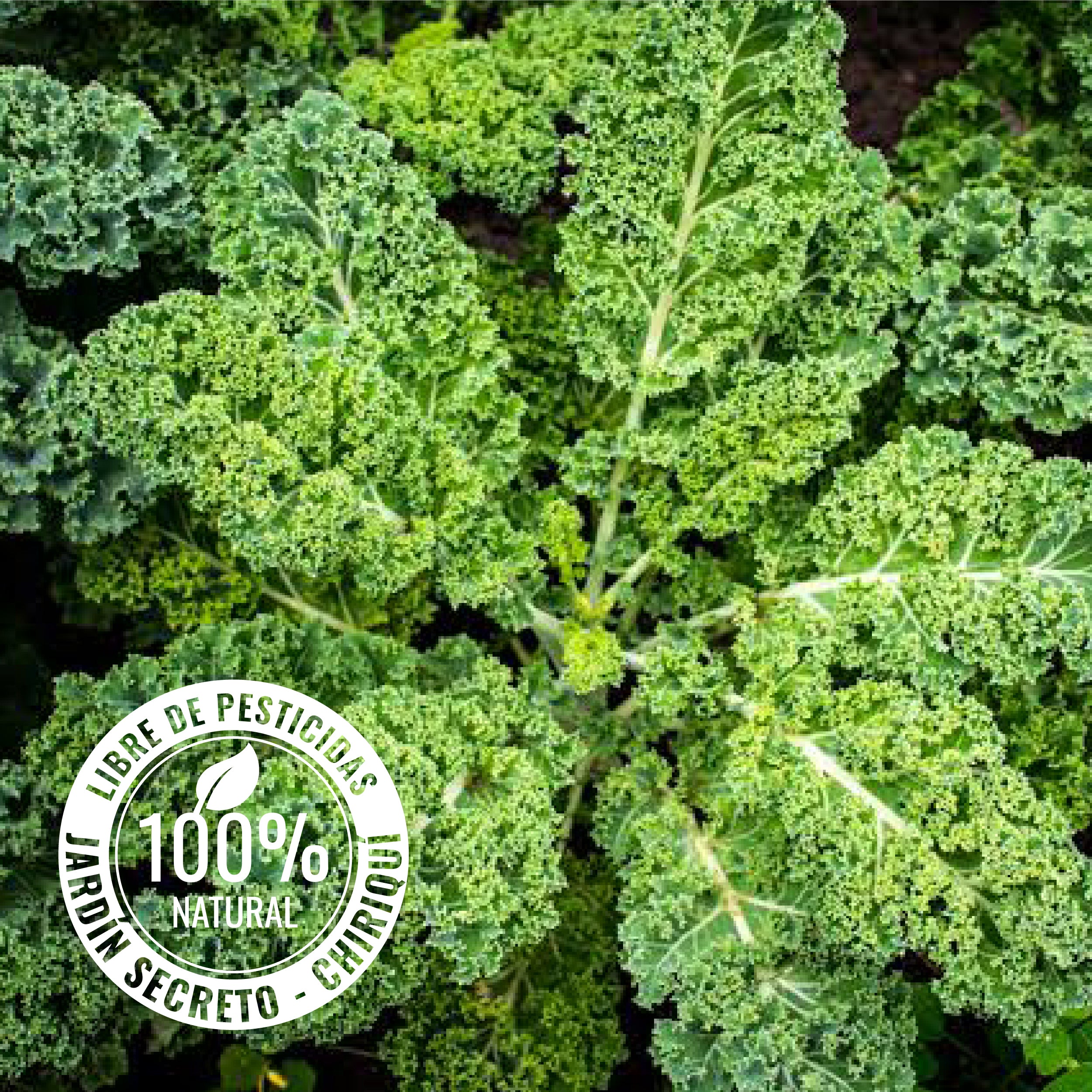 Kale