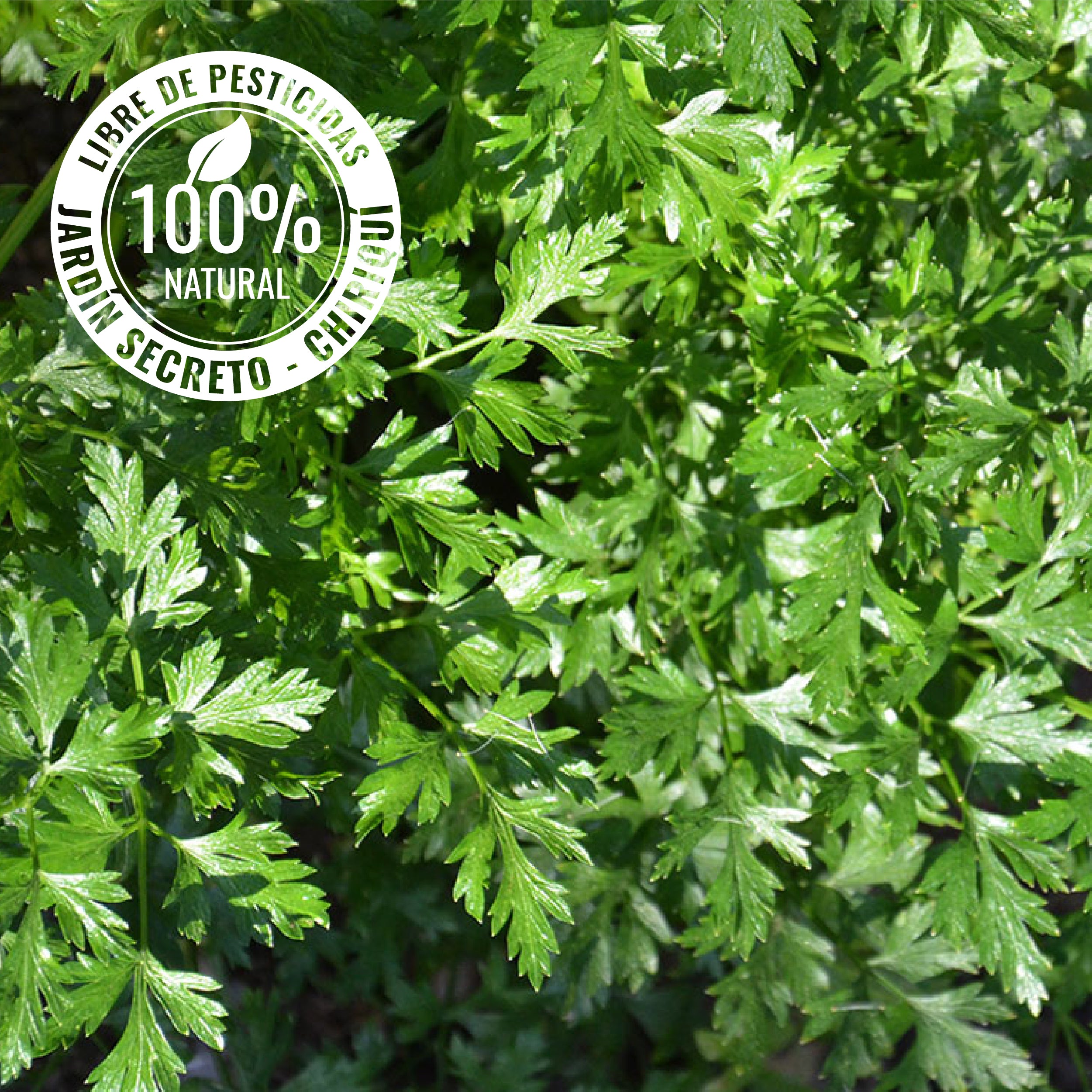 Parsley  (Chlorophyll, iron, vitamins & antioxidants)